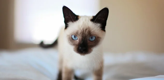 Gatto felice: come gestire i pasti